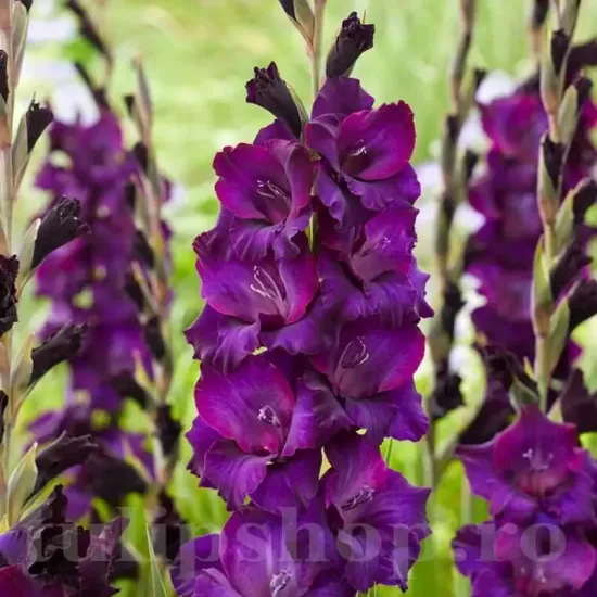 bulbi gladiola deep purple flori taiate elegante