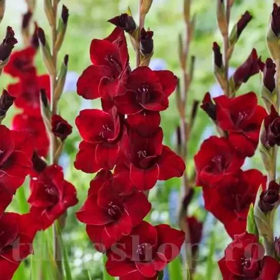 bulbi gladiola fat boy flori taiate buchete