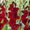 Bulbi Gladiole Fat Boy