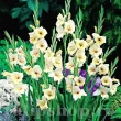Bulbi Gladiole Halley bulbi gladiola halley aspect vintage pret 110x110