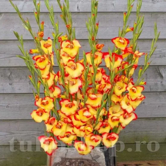 bulbi gladiola las vegas fara sustinere pret