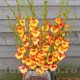 bulbi gladiola las vegas fara sustinere pret