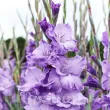 bulbi gladiola milka flori taiate buchete 110x110