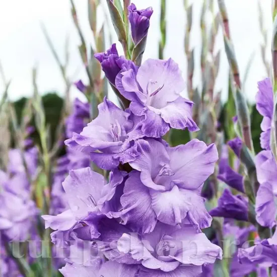 bulbi gladiola milka flori taiate buchete
