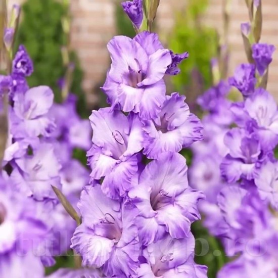 Bulbi Gladiole Milka