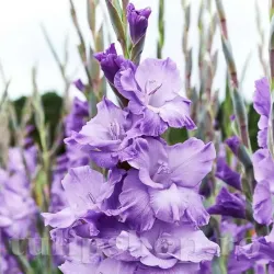 Bulbi Gladiole Milka Bulbi Gladiole Milka