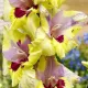 bulbi gladiola oracle aspect exotic pret