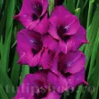bulbi gladiola purple diamond buchete elegante 110x110