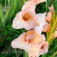 bulbi gladiola rigoletto flori taiate buchete