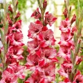 Bulbi Gladiole Strawberry Swirl