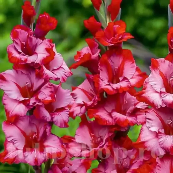 bulbi gladiola teds trump flori taiate buchete