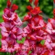 bulbi gladiola teds trump flori taiate buchete