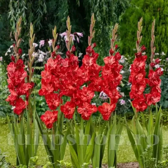 bulbi gladiola vervet raspberry buchete vara