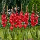 bulbi gladiola vervet raspberry buchete vara