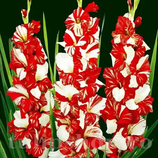 bulbi gladiola zizanie aspect exotic buchete