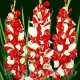 bulbi gladiola zizanie aspect exotic buchete