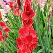 bulbi gladiole after shock roz centru alb 110x110