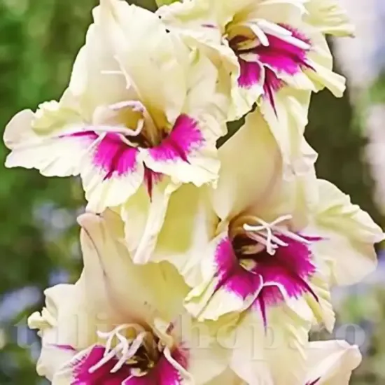 bulbi gladiole amber mistique verde crem