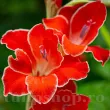 Bulbi Gladiole Atom bulbi gladiole atom rosu margine alba 110x110