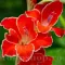 Bulbi Gladiole Atom