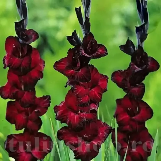 bulbi gladiole black star rosu inchis negru