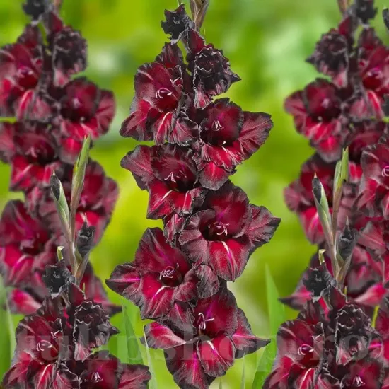 bulbi gladiole black surprise rosu inchis negru