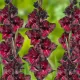 bulbi gladiole black surprise rosu inchis negru