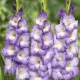 bulbi gladiole blue storm albastru violet