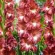 Bulbi Gladiole Cappuccino bulbi gladiole cappuccino crem maro rar 110x110