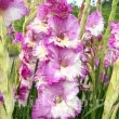 Bulbi Gladiole Cera Corfinio bulbi gladiole cera corfinio piersica galben 110x110