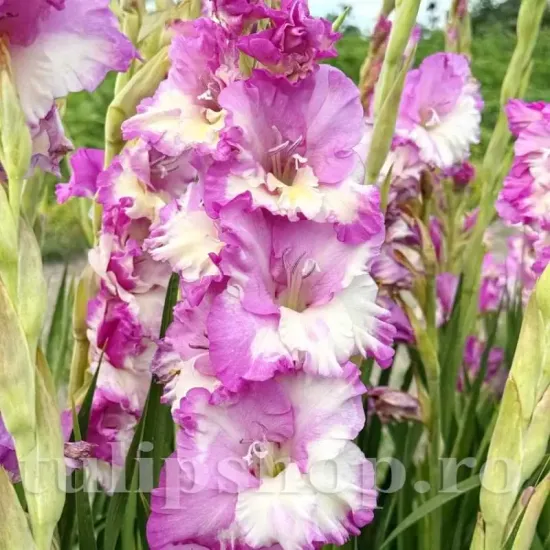 bulbi gladiole cera corfinio piersica galben