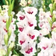 Bulbi Gladiole Cera Corsage bulbi gladiole cera corsage roz perlat crem 110x110
