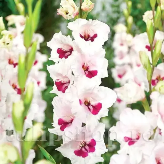 bulbi gladiole cera corsage roz perlat crem