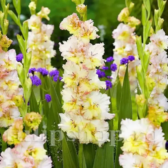 bulbi gladiole cera fearless rosu coral