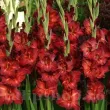 Bulbi Gladiole Chocolate bulbi gladiole chocolate maro ciocolatiu 110x110