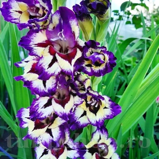 Bulbi Gladiole Circus Color