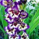 Bulbi Gladiole Circus Color