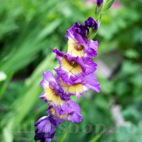 Bulbi Gladiole Circus Color