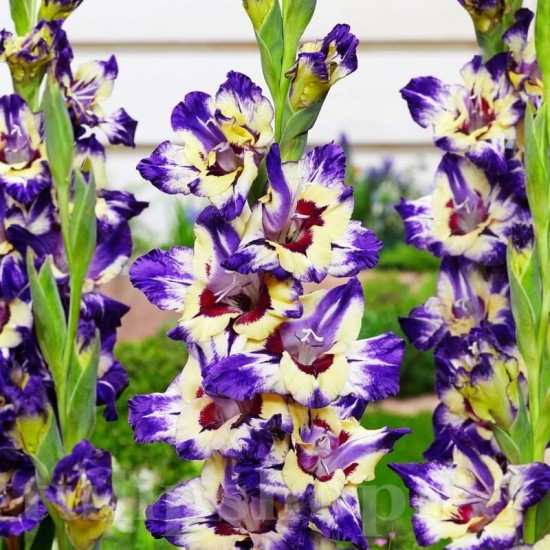 Bulbi Gladiole Circus Color