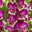 bulbi gladiole color club violet centru alb 110x110