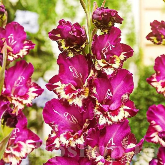 Bulbi Gladiole Color Club