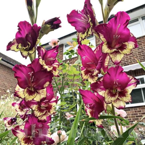 Bulbi Gladiole Color Club