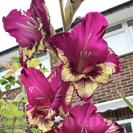 Bulbi Gladiole Color Club