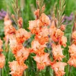Bulbi Gladiole Coral Crush bulbi gladiole coral crush roz piersica 110x110