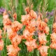bulbi gladiole coral crush roz piersica
