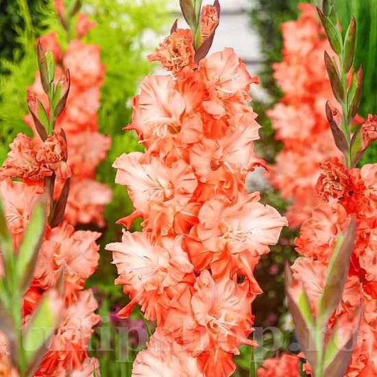 Bulbi Gladiole Coral Crush