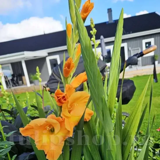 bulbi gladiole cornelli rosu margine alba