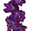 Bulbi Gladiole Deep Purple bulbi gladiole deep purple violet inchis 110x110
