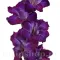 Bulbi Gladiole Deep Purple