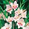 Bulbi Gladiole Elvira